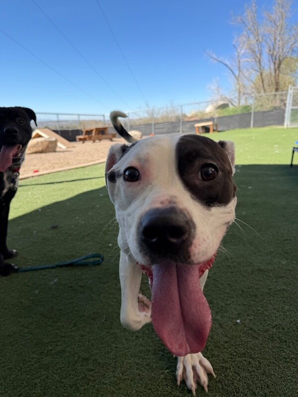 Picture of the Animal Listed