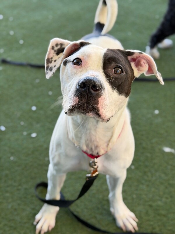 Picture of the Animal Listed