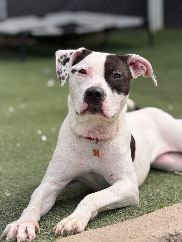 Picture of the Animal Listed