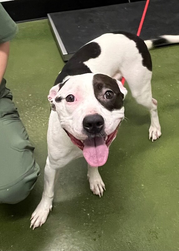 Picture of the Animal Listed