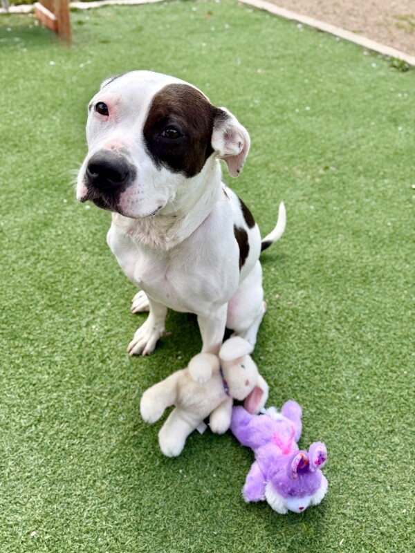 Picture of the Animal Listed