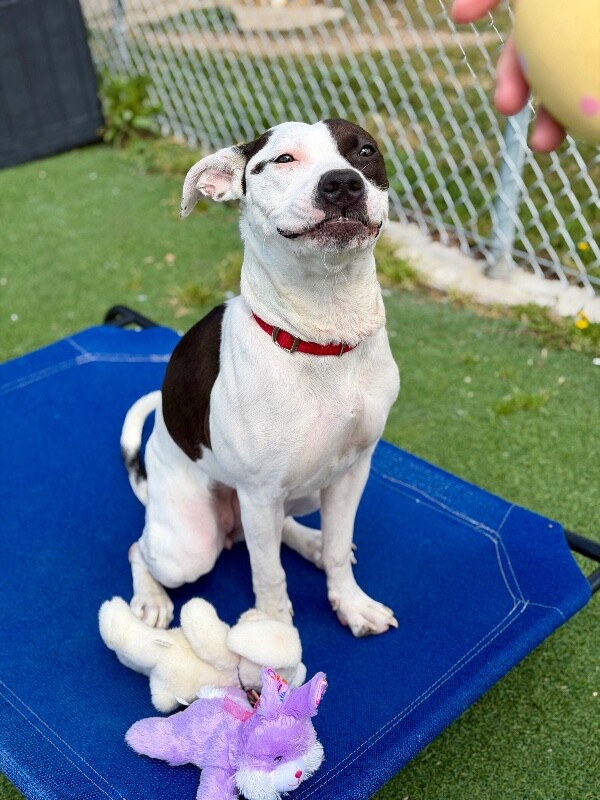 Picture of the Animal Listed