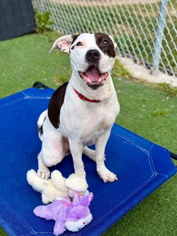 Picture of the Animal Listed