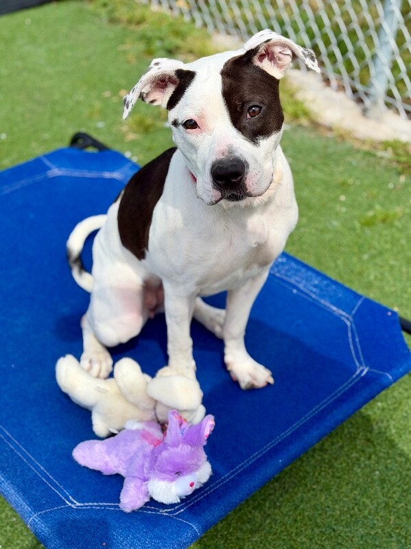 Picture of the Animal Listed