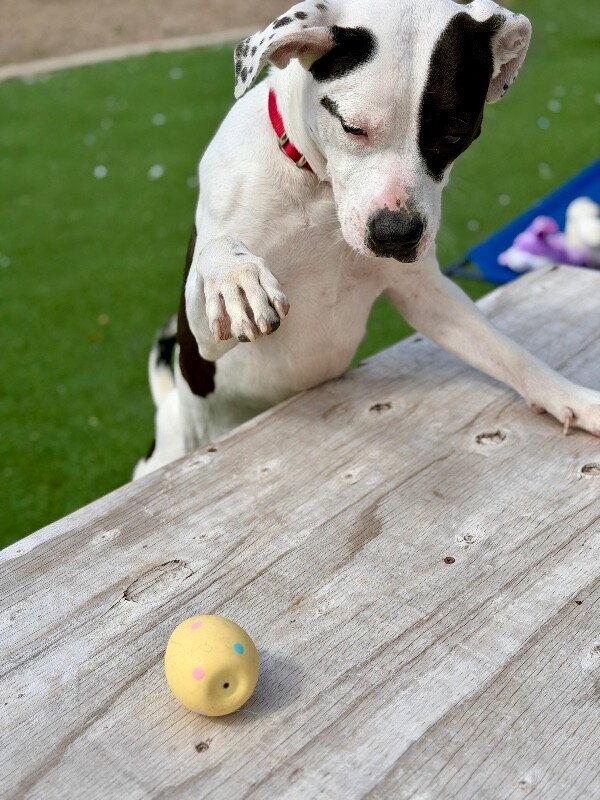 Picture of the Animal Listed