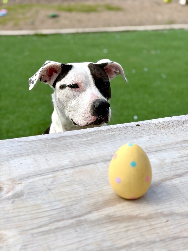 Picture of the Animal Listed