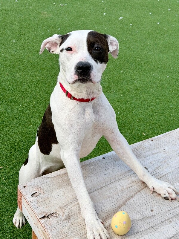 Picture of the Animal Listed