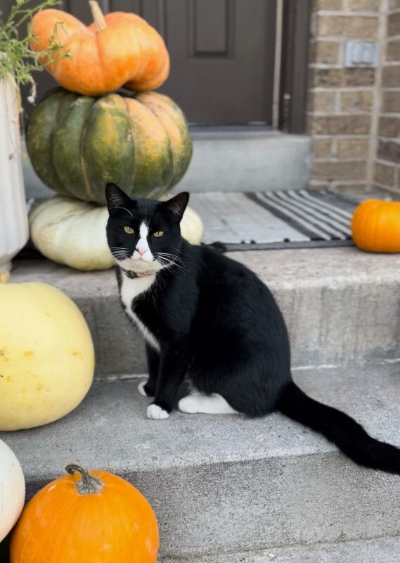 Picture of the Animal Listed