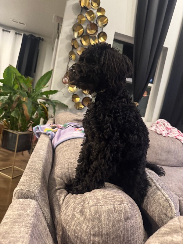 Picture of the Animal Listed