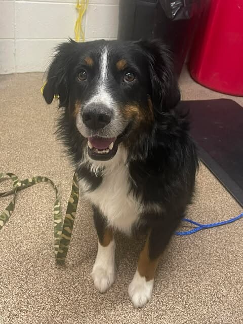 Picture of the Animal Listed