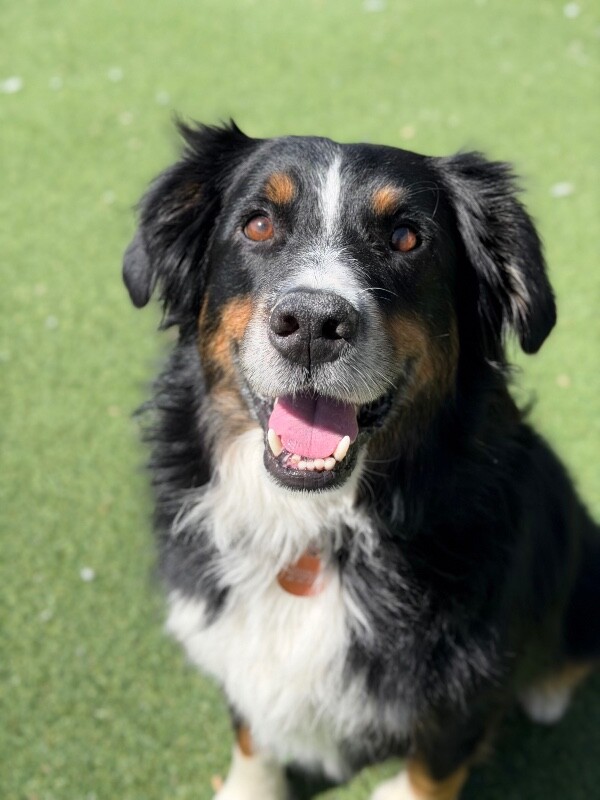 Picture of the Animal Listed