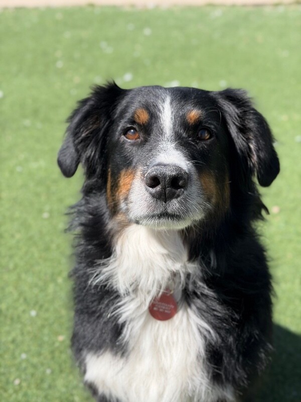 Picture of the Animal Listed