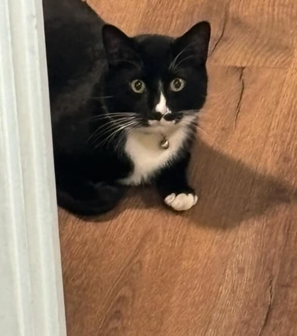 Picture of the Animal Listed