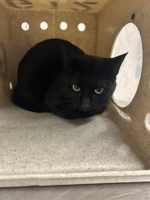 Picture of the Animal Listed