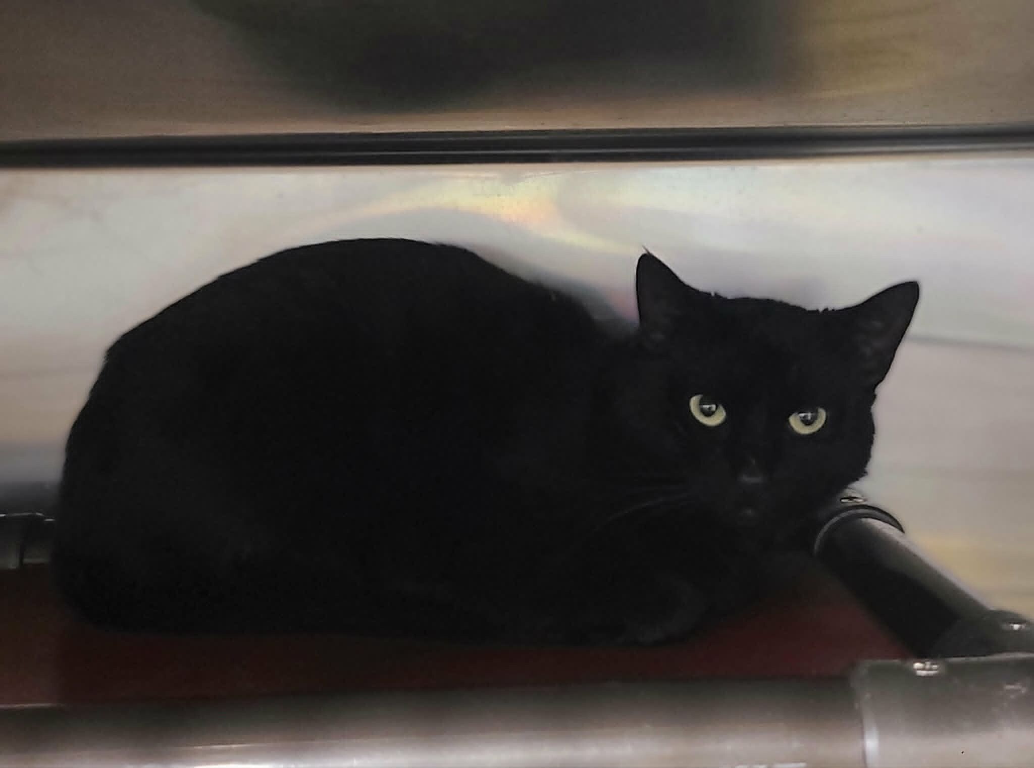 Picture of the Animal Listed