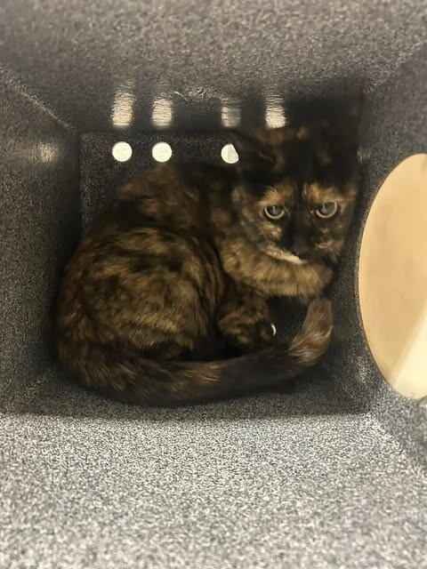 Picture of the Animal Listed