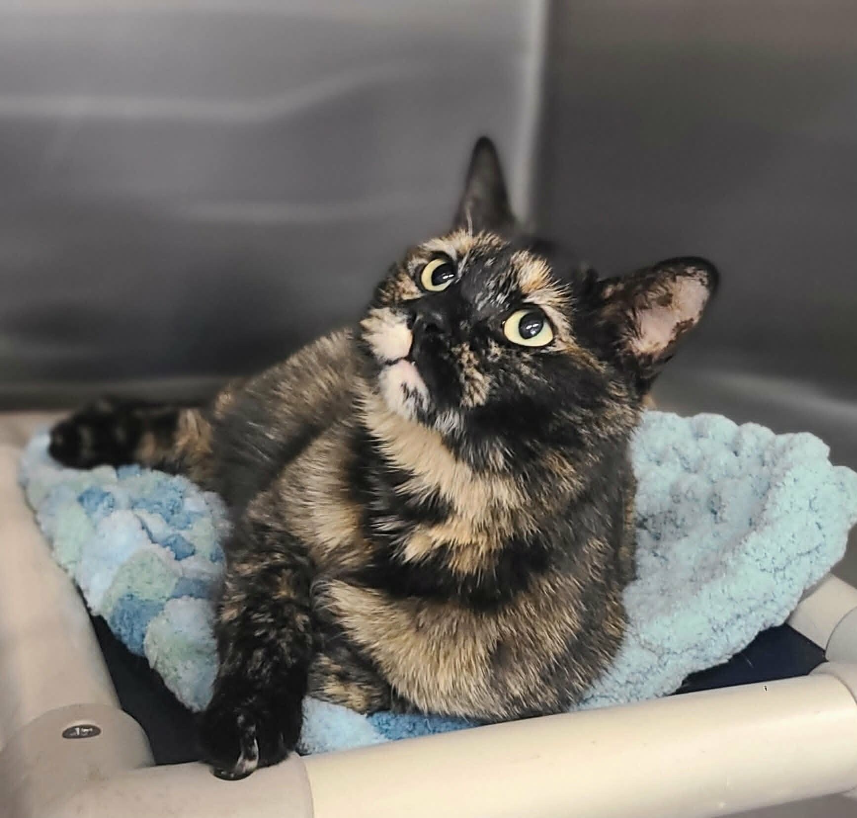 Picture of the Animal Listed