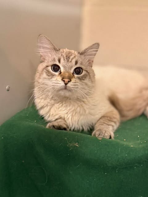 Picture of the Animal Listed