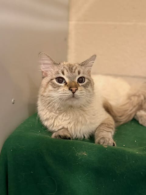 Picture of the Animal Listed