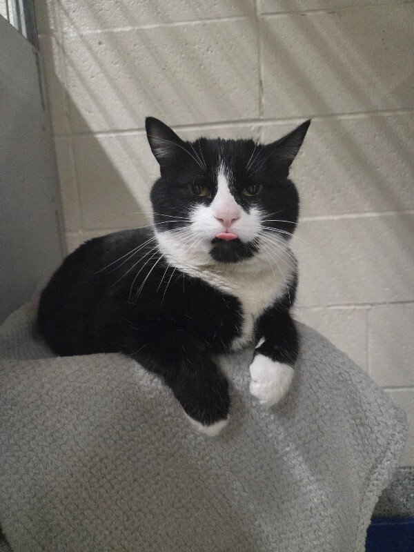 Picture of the Animal Listed