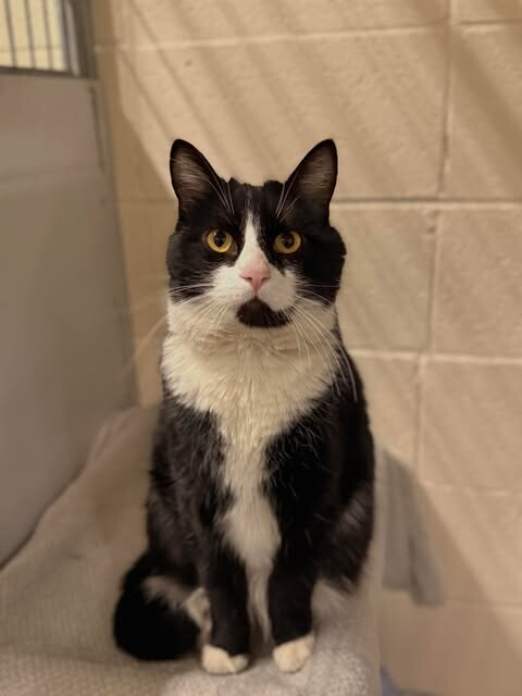 Picture of the Animal Listed