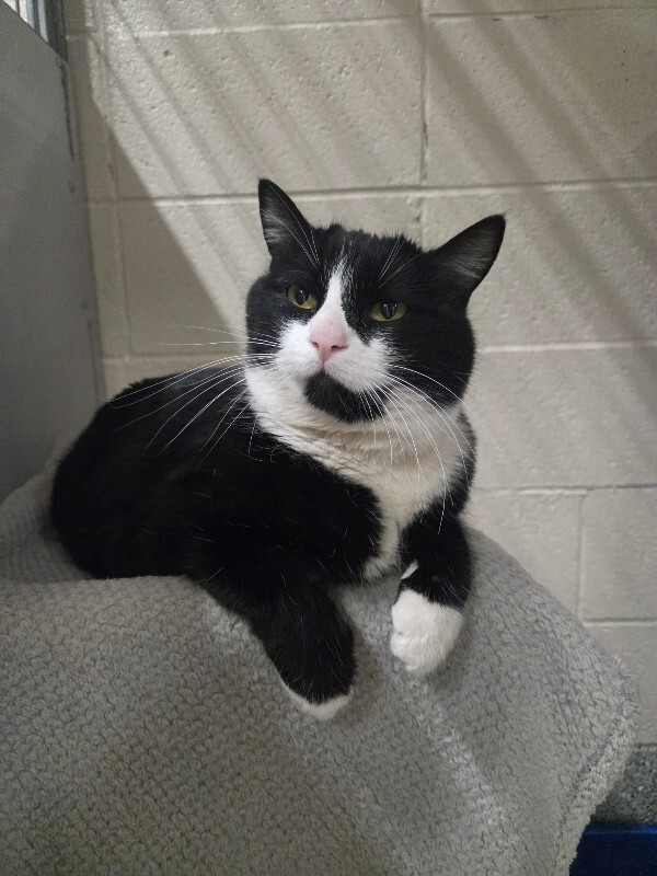 Picture of the Animal Listed