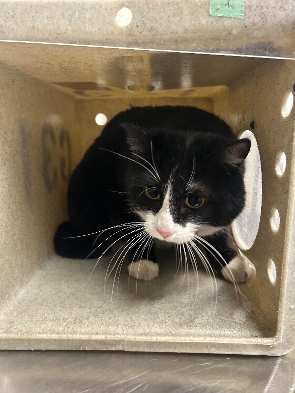 Picture of the Animal Listed