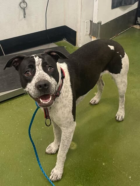 Picture of the Animal Listed