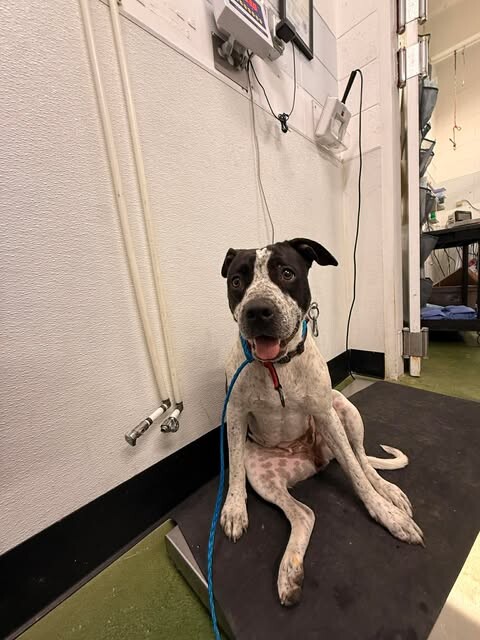 Picture of the Animal Listed