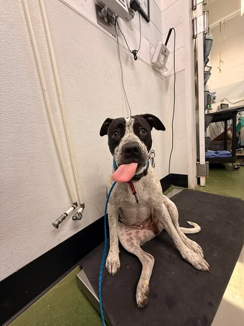 Picture of the Animal Listed