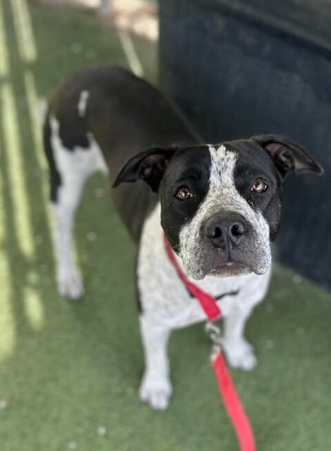 Picture of the Animal Listed