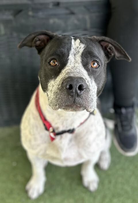 Picture of the Animal Listed