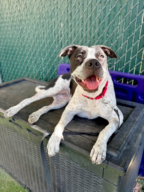 Picture of the Animal Listed