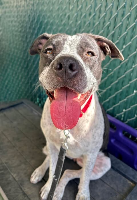 Picture of the Animal Listed