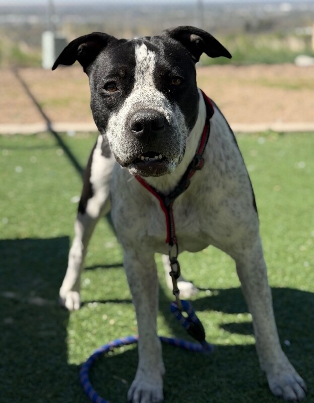 Picture of the Animal Listed