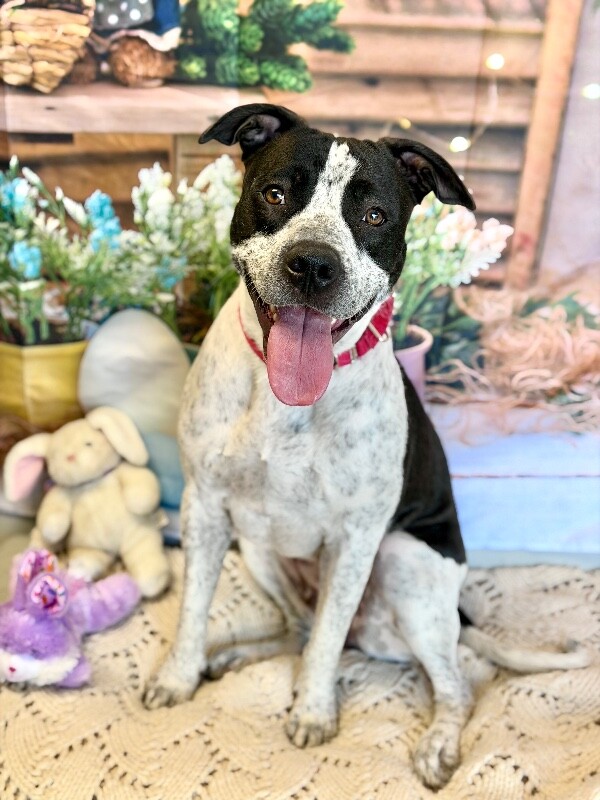 Picture of the Animal Listed