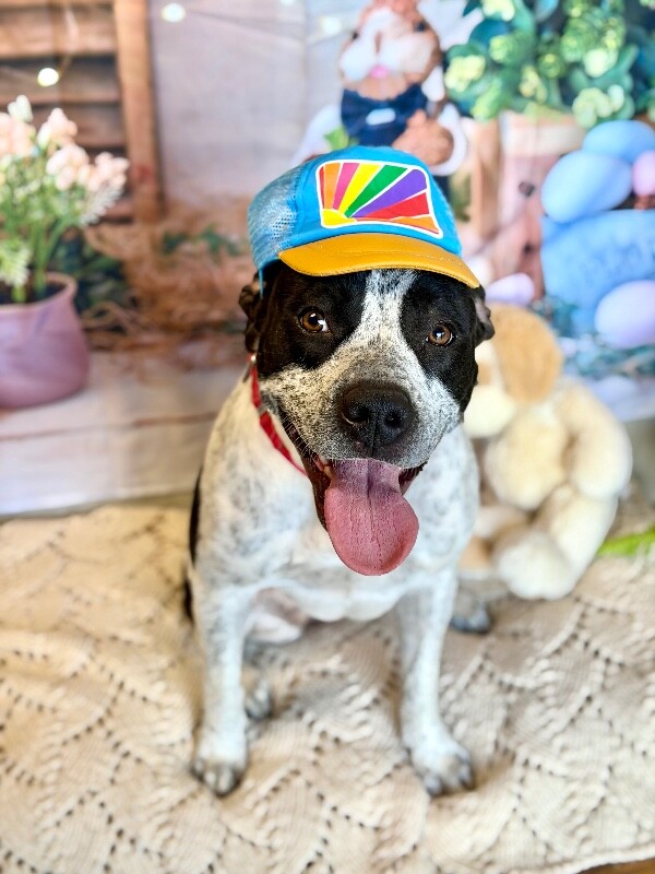 Picture of the Animal Listed