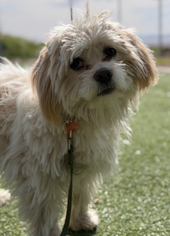 Picture of the Animal Listed