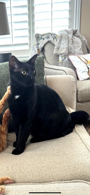 Picture of the Animal Listed