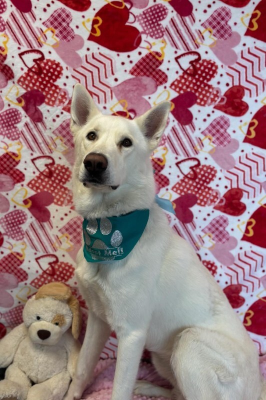 Picture of the Animal Listed