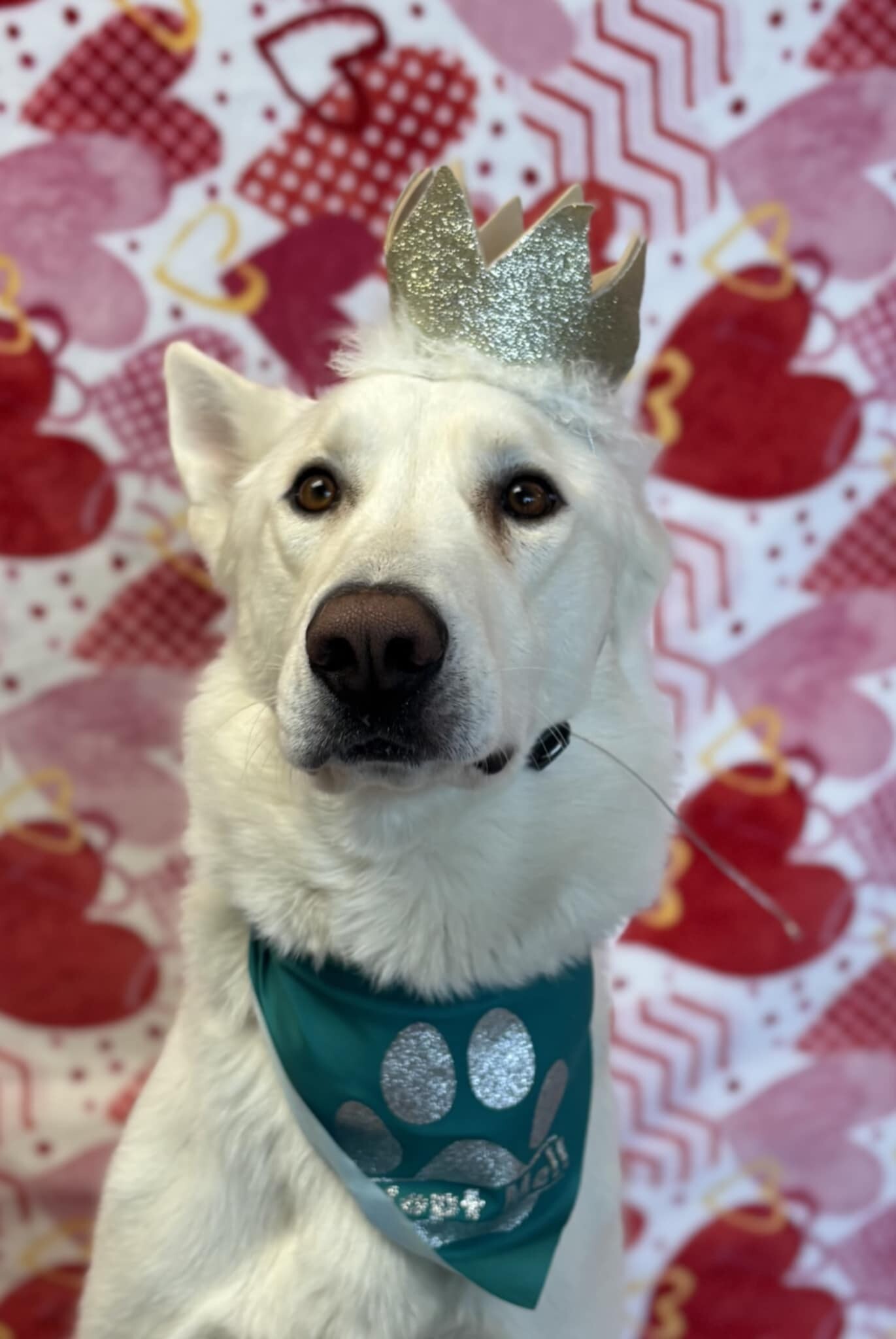 Picture of the Animal Listed