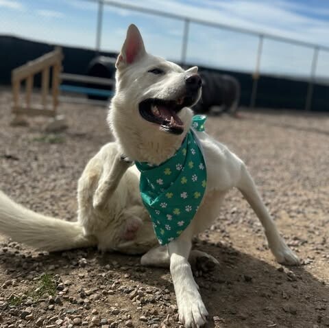 Picture of the Animal Listed