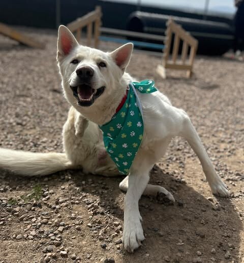 Picture of the Animal Listed