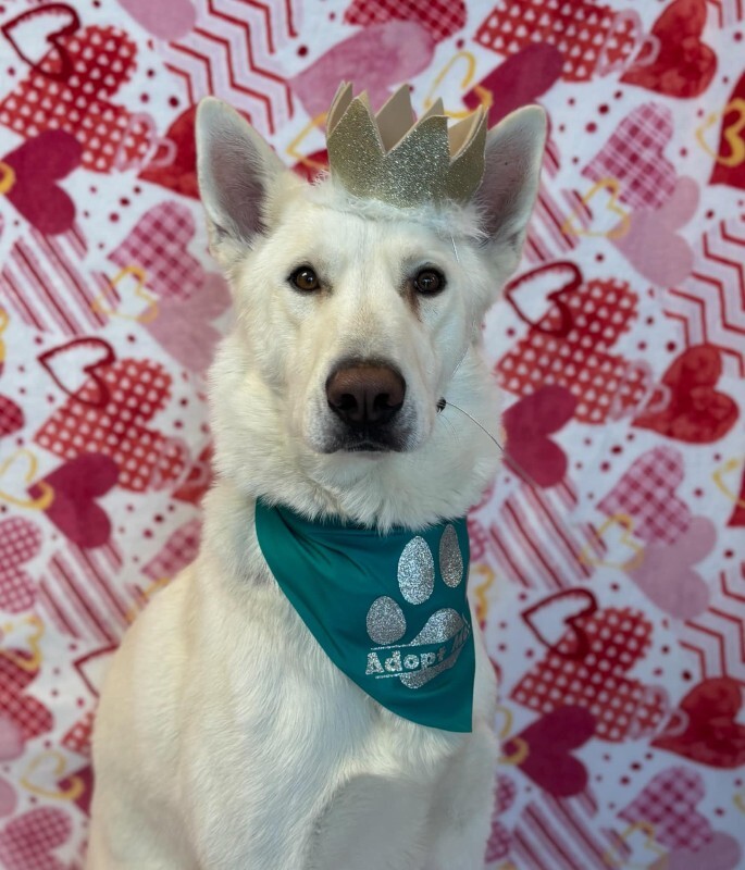 Picture of the Animal Listed