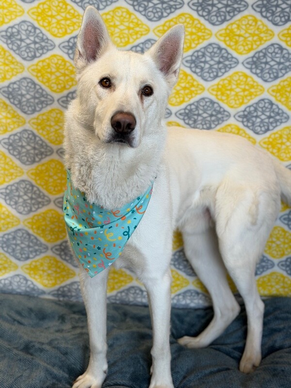 Picture of the Animal Listed