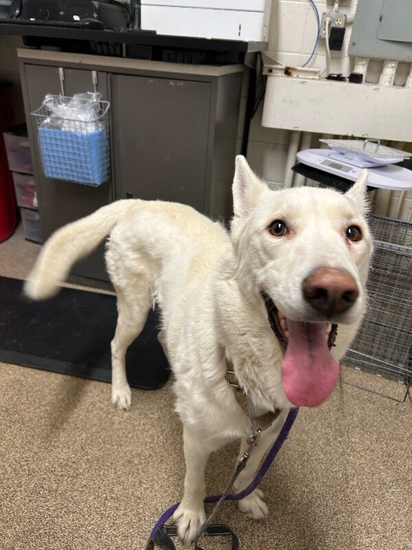 Picture of the Animal Listed