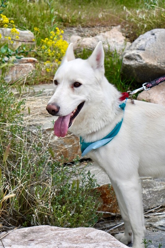 Picture of the Animal Listed