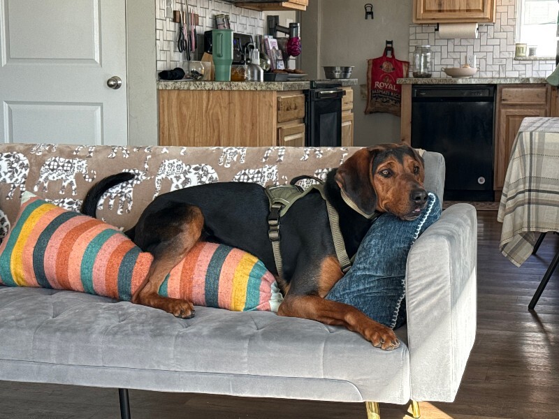 Picture of the Animal Listed