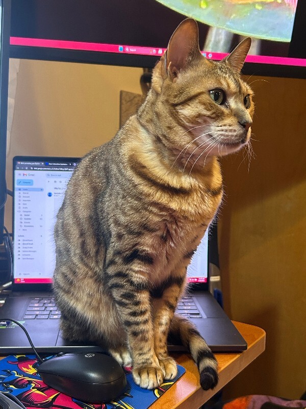 Picture of the Animal Listed