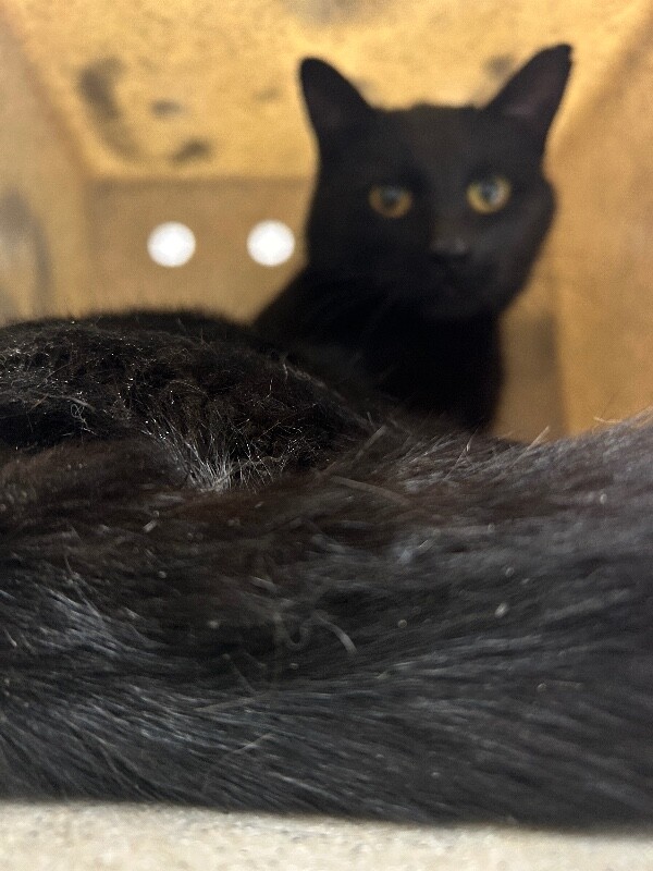 Picture of the Animal Listed